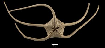 Media type: image;   Invertebrate Zoology OPH-455 Aspect: ventral